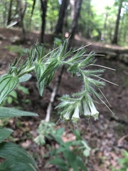 Lithospermum bejariense