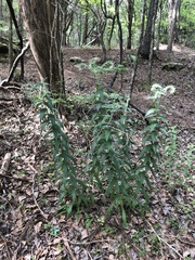 Lithospermum bejariense
