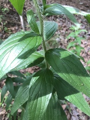 Lithospermum bejariense