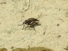 Lasiopogon