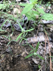 Polygala verticillata isocycla