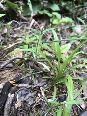 Polygala verticillata isocycla