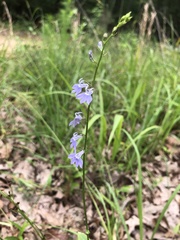 Lobelia appendiculata