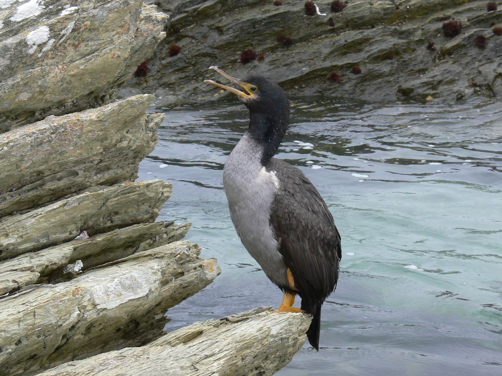 Pitt Island Shag (Phalacrocorax featherstoni) · iNaturalist