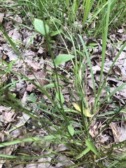 Lobelia appendiculata