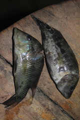 Geophagus steindachneri