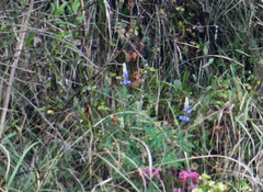Lupinus pubescens
