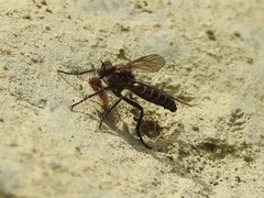 Lasiopogon