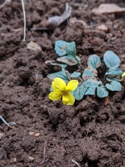 Viola purpurea