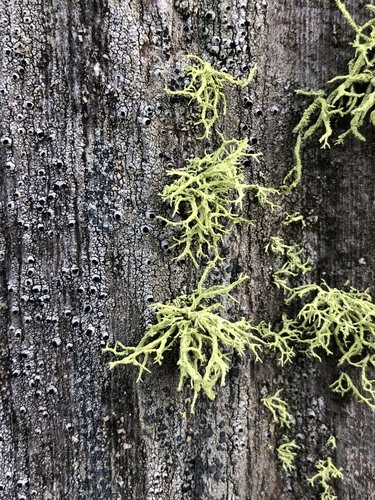 iNaturalist observation photo of Pseudothelomma occidentale