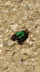 Trirhabda flavolimbata