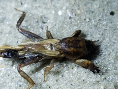Neoscapteriscus vicinus