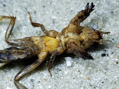 Neoscapteriscus vicinus