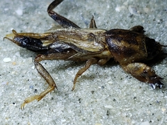 Neoscapteriscus vicinus
