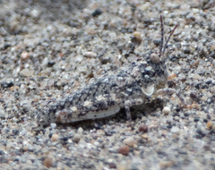 Trimerotropis arenacea