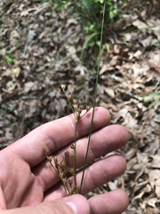 Juncus dichotomus