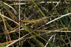 Crocothemis