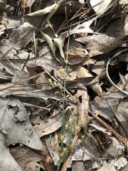 Juncus dichotomus