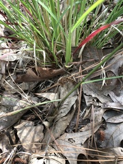 Juncus dichotomus