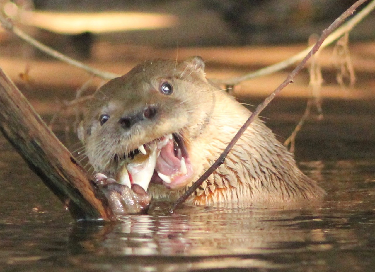 Confundiu ratão com lontra