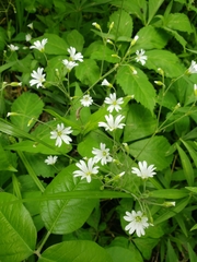 Cerastium velutinum