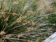 Juncus roemerianus
