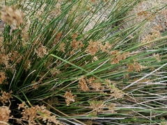 Juncus roemerianus