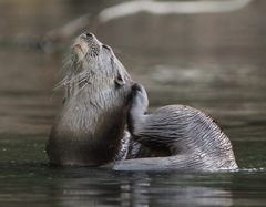 Neotropical Otter photo 3