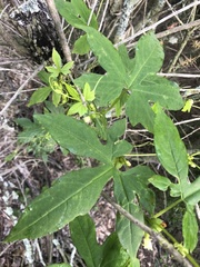 Diplocyclos palmatus