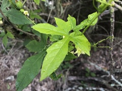 Diplocyclos palmatus