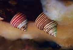 Calliostoma ligatum
