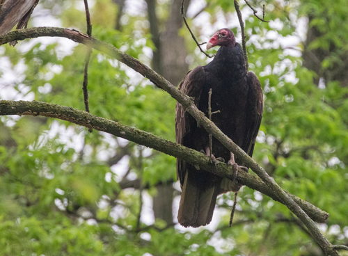 Turkey Vulture photographed in Illinois
