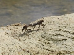 Lasiopogon