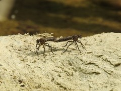 Lasiopogon