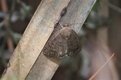 Argyrostrotis
