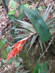 Tillandsia turneri