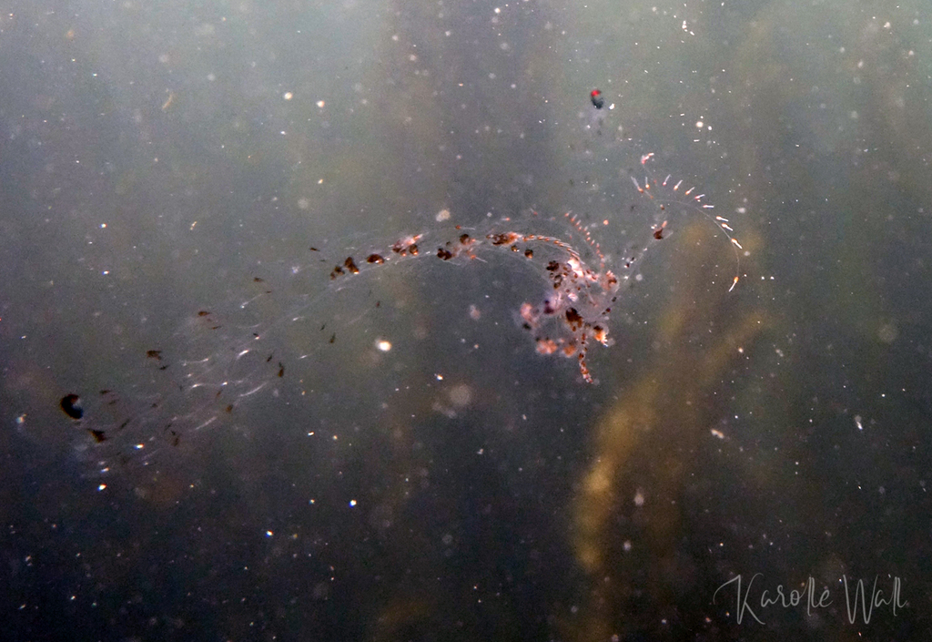 Common Siphonophore from Panda Bay, Pender Island, BC, Canada on May 14 ...