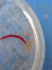 Microtendipes pedellus