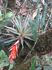 Tillandsia turneri