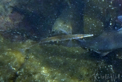 Aulorhynchus flavidus