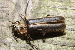 Podabrus basillaris