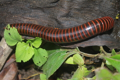Rhinocricidae
