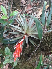 Tillandsia turneri