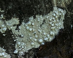 Pertusaria subambigens