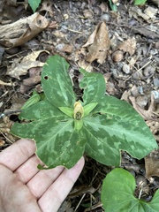 Trillium discolor