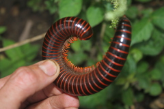 Rhinocricidae