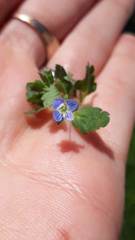 Veronica persica