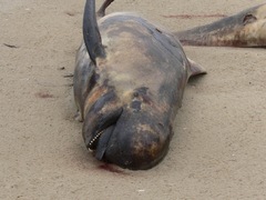 Globicephala melas