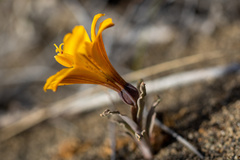 Alstroemeria patagonica