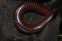 Rhinocricidae